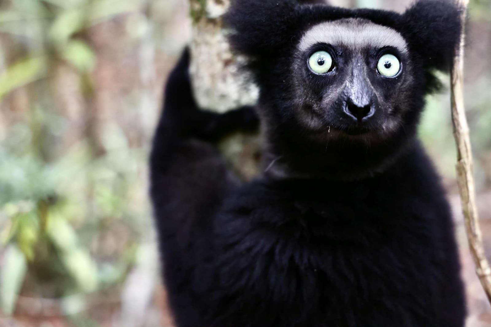 Ring-tailed lemur