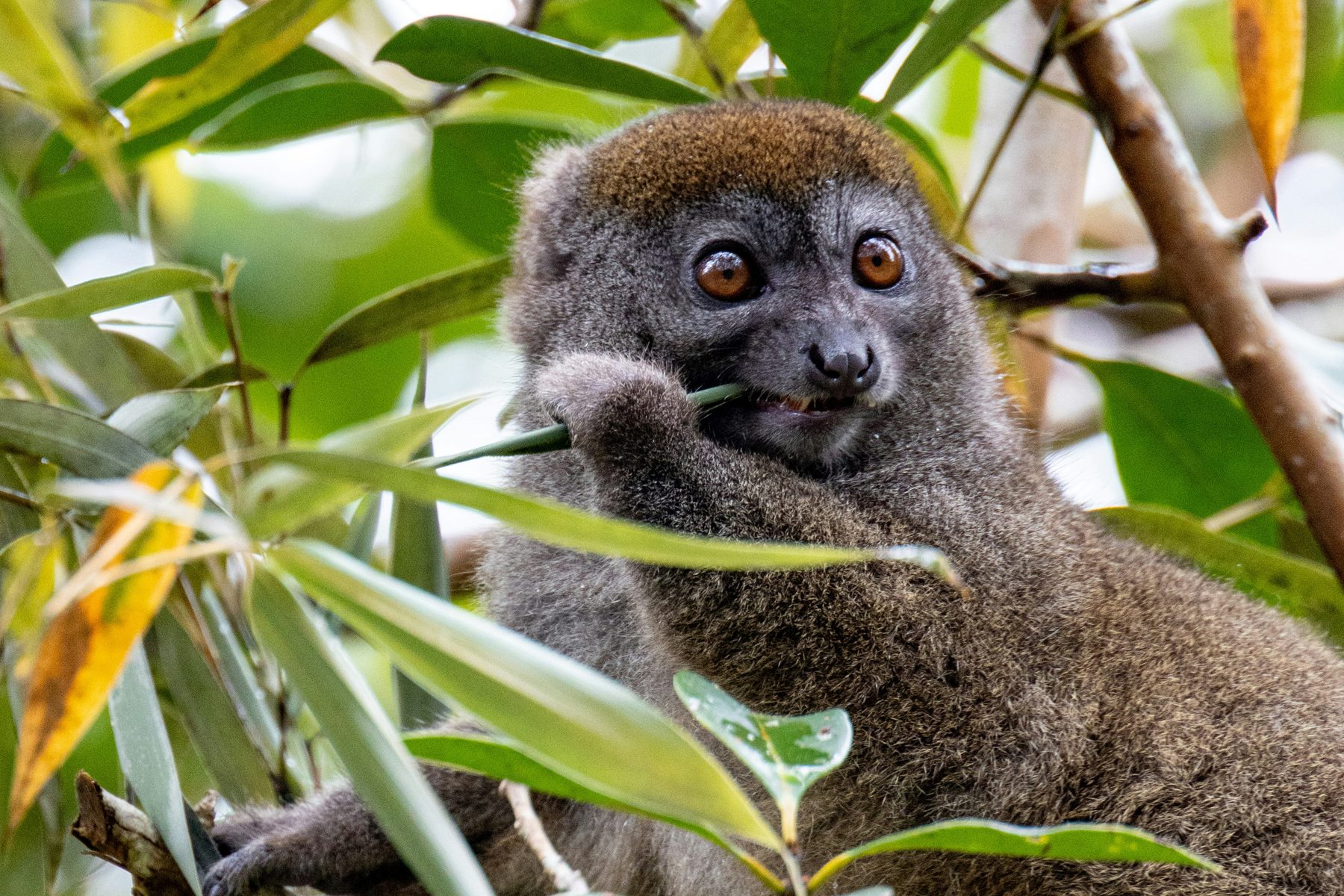 A bamboo lemur chewing a bamboo leaf in Madagascar