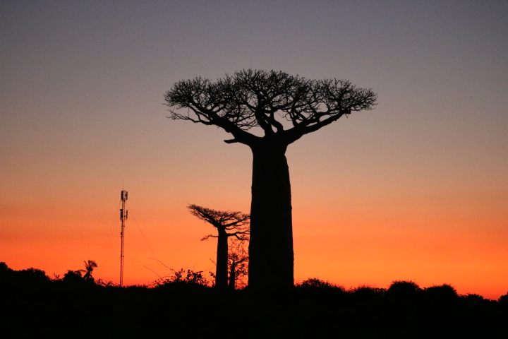 A baobab silhouetted against the sunset in Madagascar