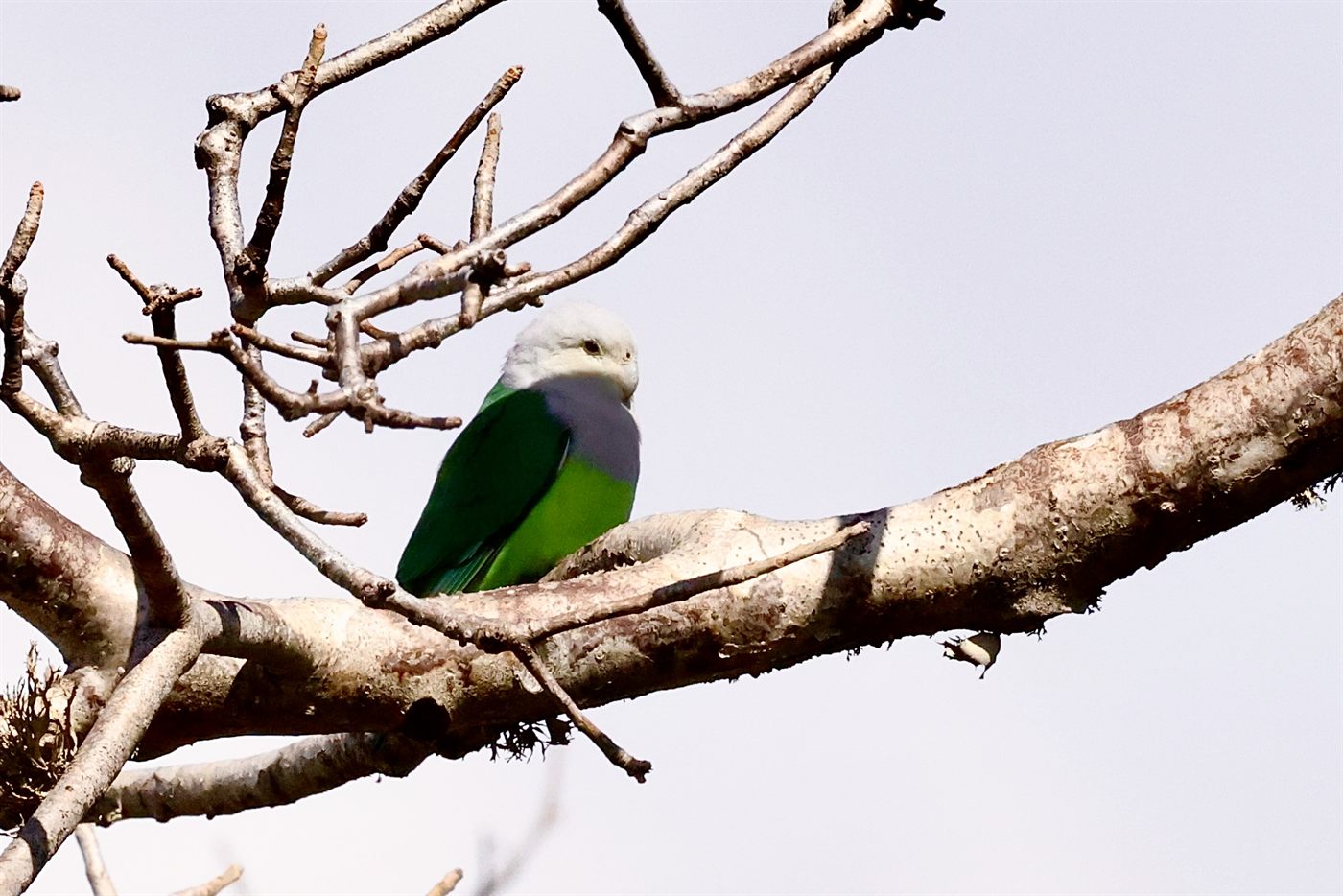 Madagascar blue pigeon on a bare branch