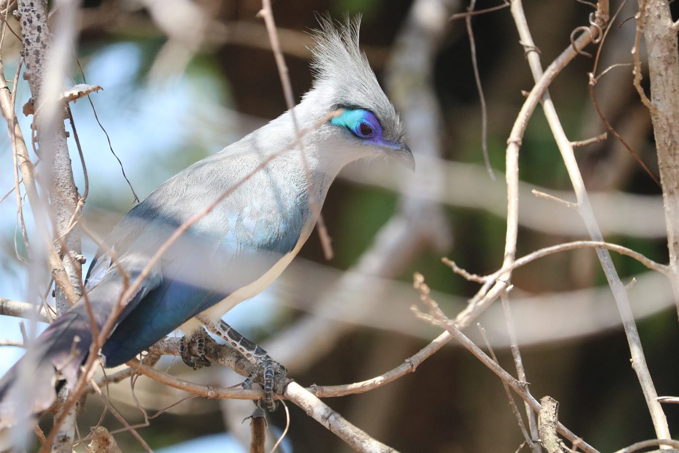 Crested coua in dry forest in Madagascar