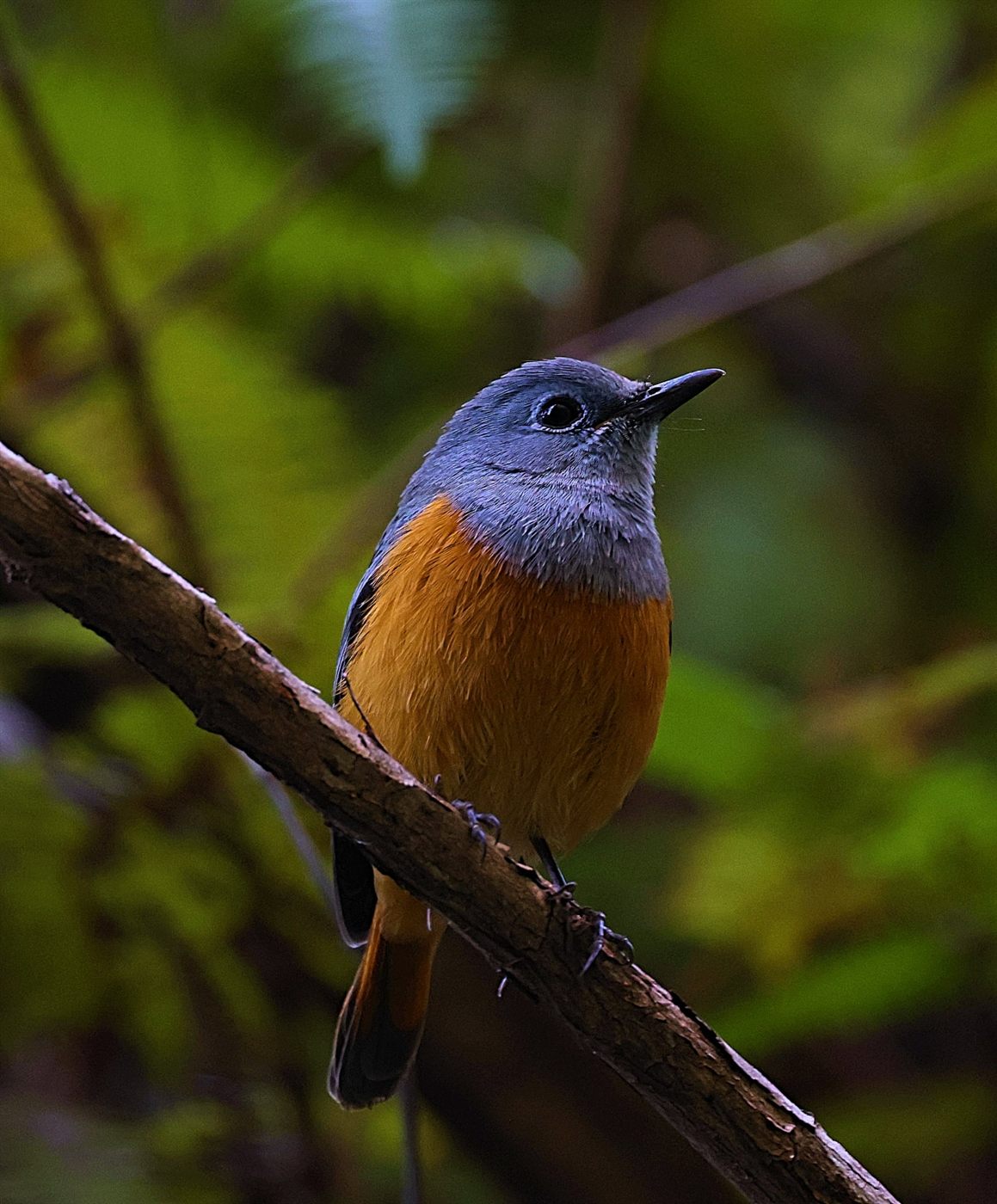 Forest rock thrush perched in a Madagascar forest