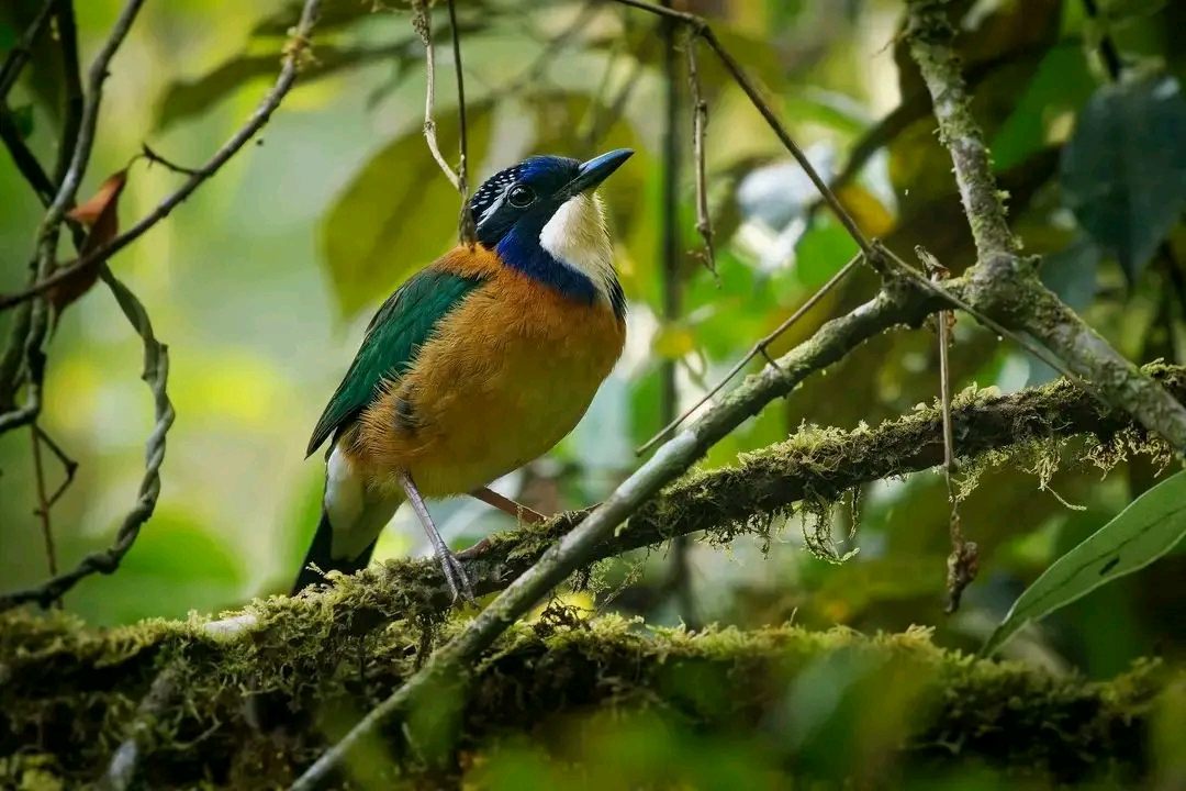 Pitta-like ground roller on a mossy branch in the rainforest