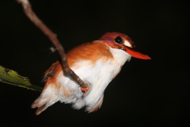 Madagascar pygmy kingfisher against a dark forest background