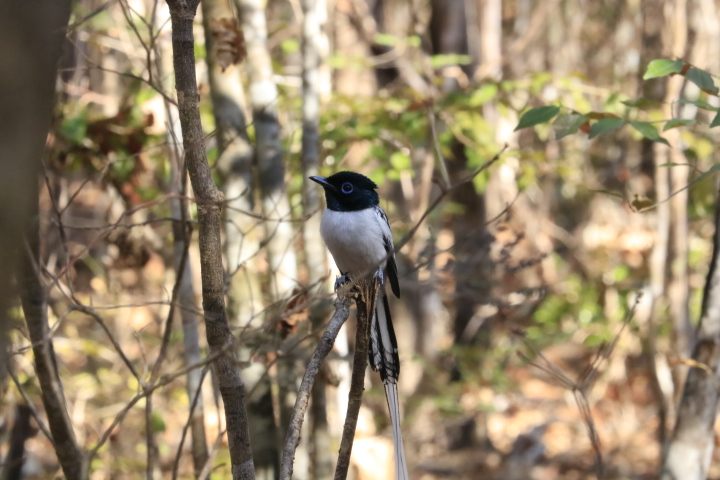 Madagascar paradise flycatcher in dry forest