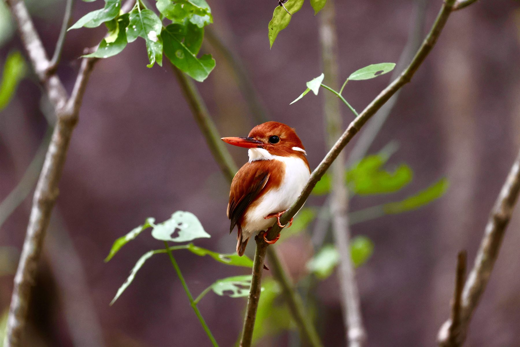 Madagascar pygmy kingfisher perched in the forest