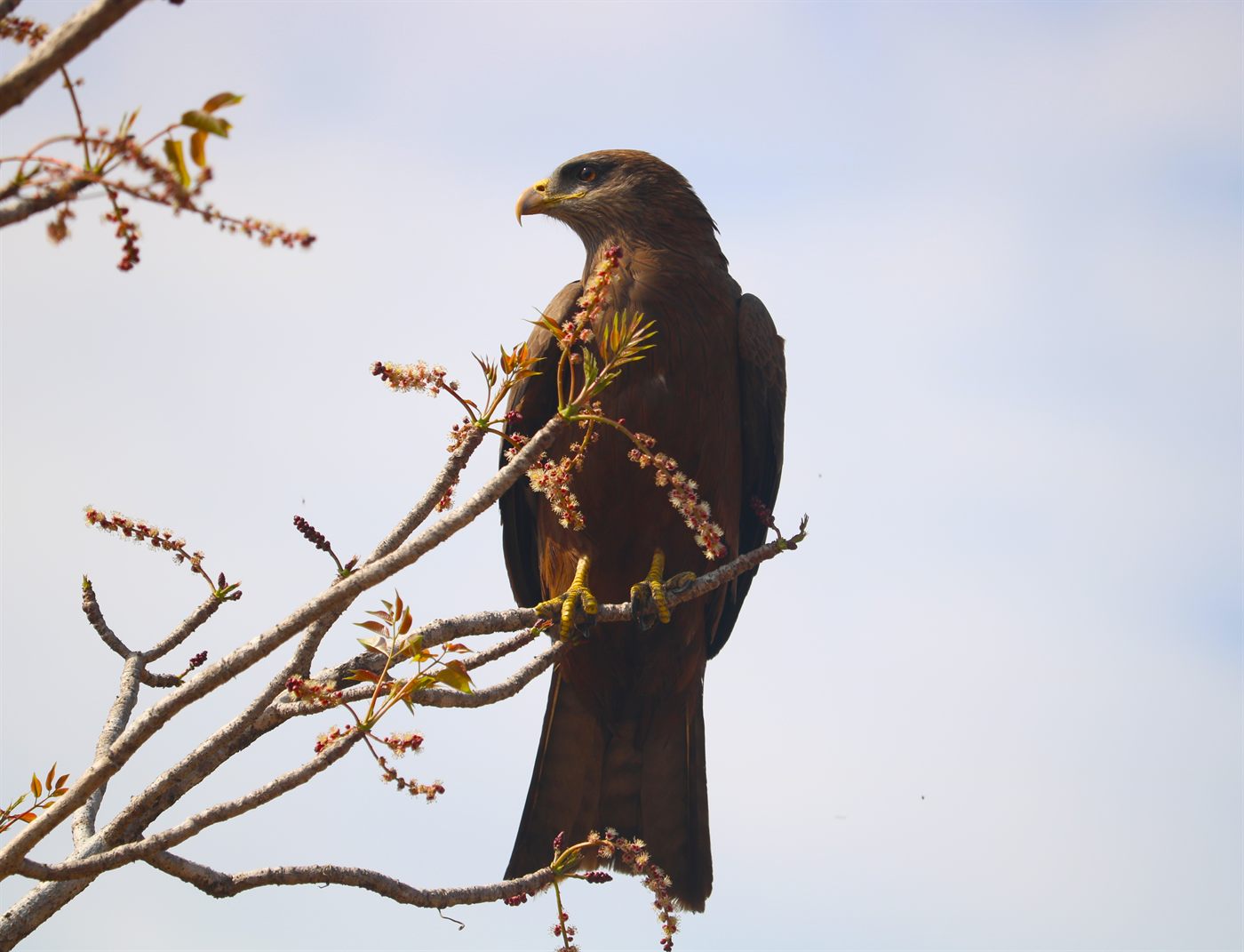 Bird of prey perched in a flowering tree in Madagascar