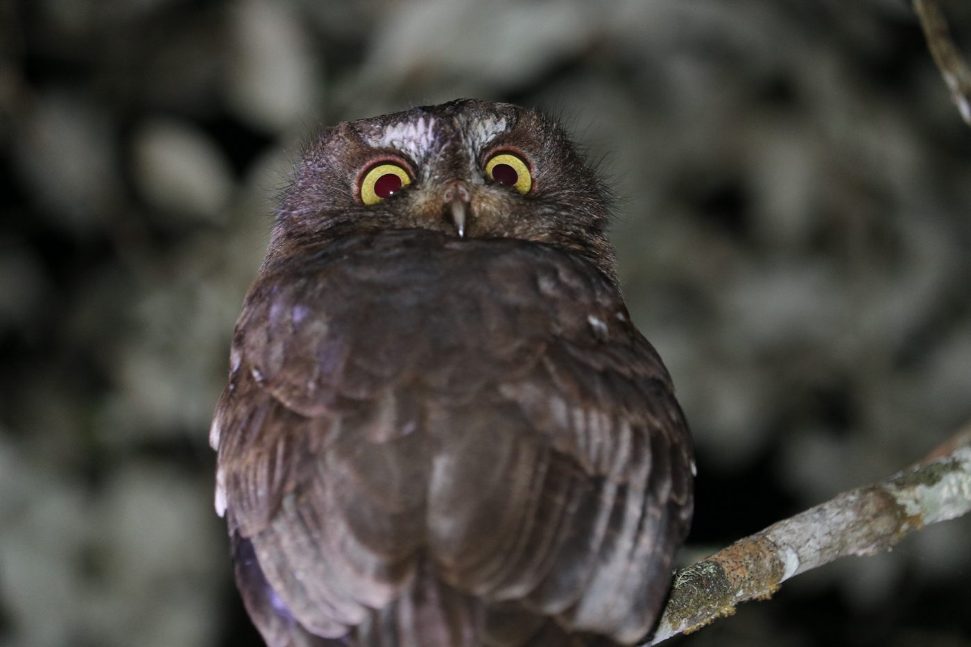 Madagascar scops owl perched on a branch at night