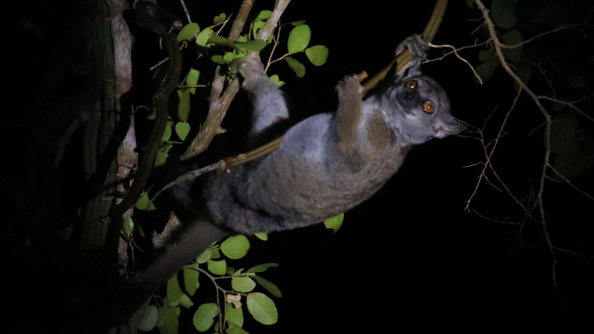 A grey nocturnal lemur hanging from a vine in torchlight on a night walk, its eyes shining orange
