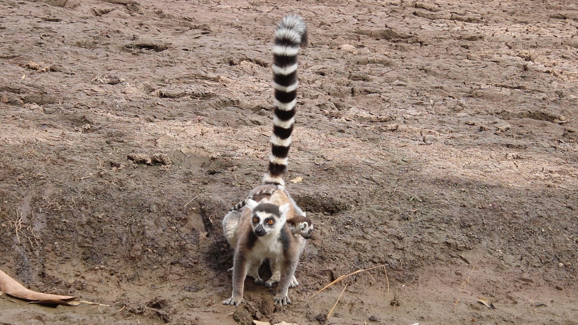 A ring-tailed lemur mother facing the camera on bare earth, tail straight up, her baby peeping out from her back