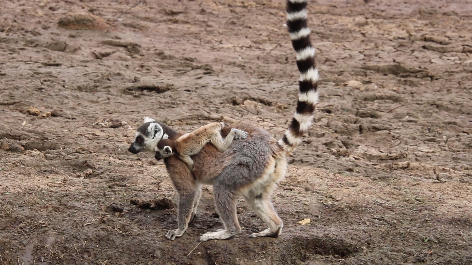 A ring-tailed lemur mother walking across bare earth with a baby riding on her back