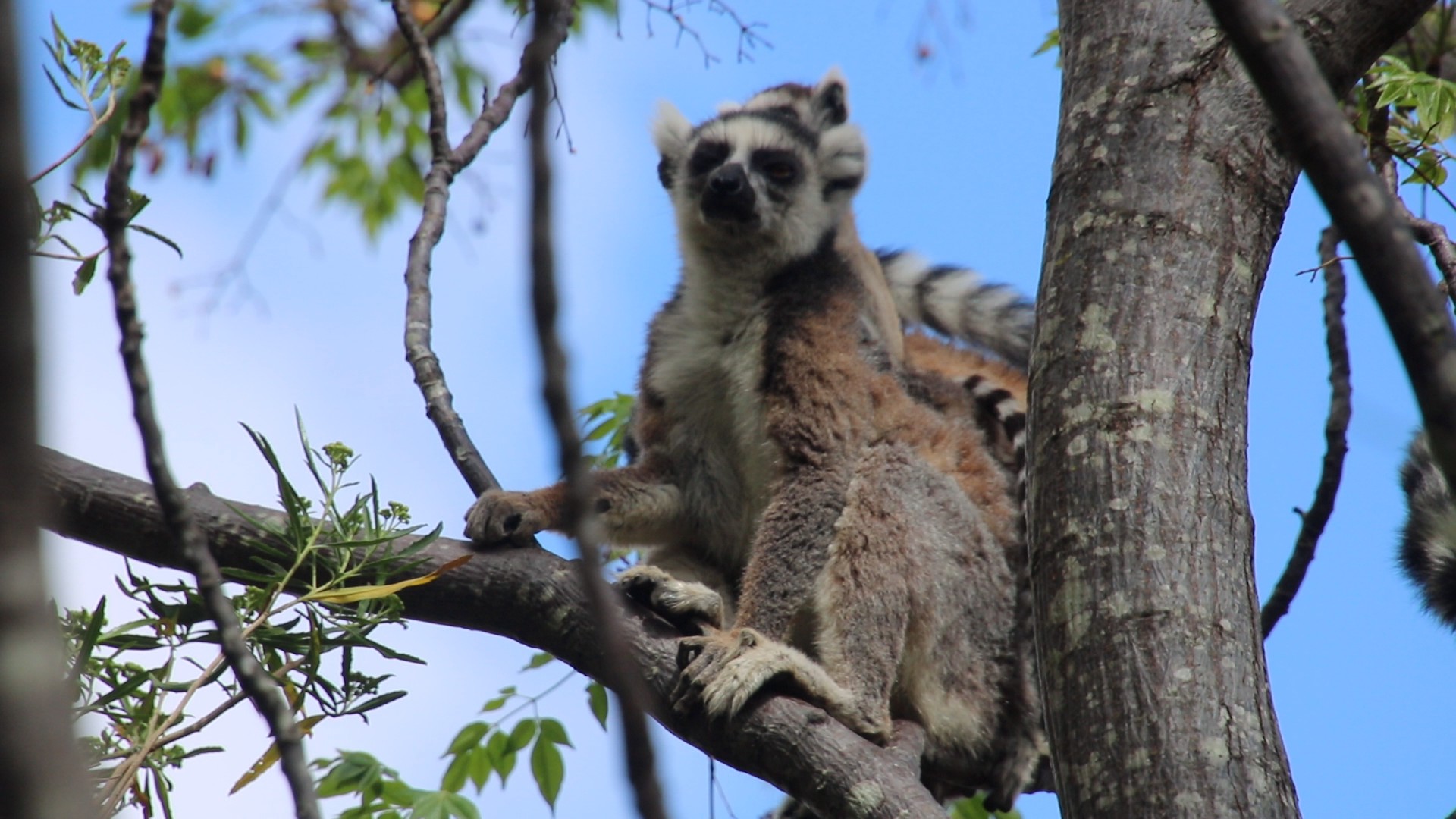 A ring-tailed lemur on a branch staring straight into the lens, with another lemur's head showing behind it