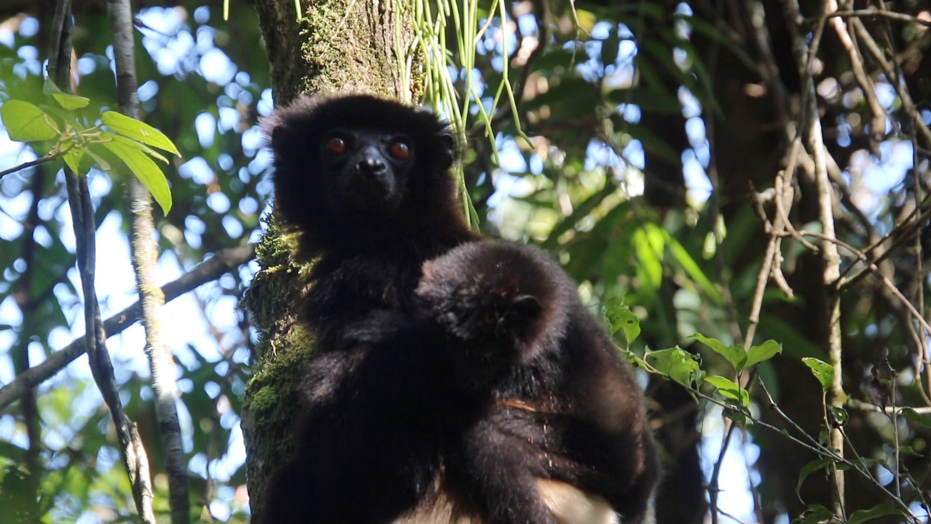 A Milne-Edwards' sifaka mother, almost black with orange-red eyes, looking into the lens against a mossy trunk, her baby clinging to her