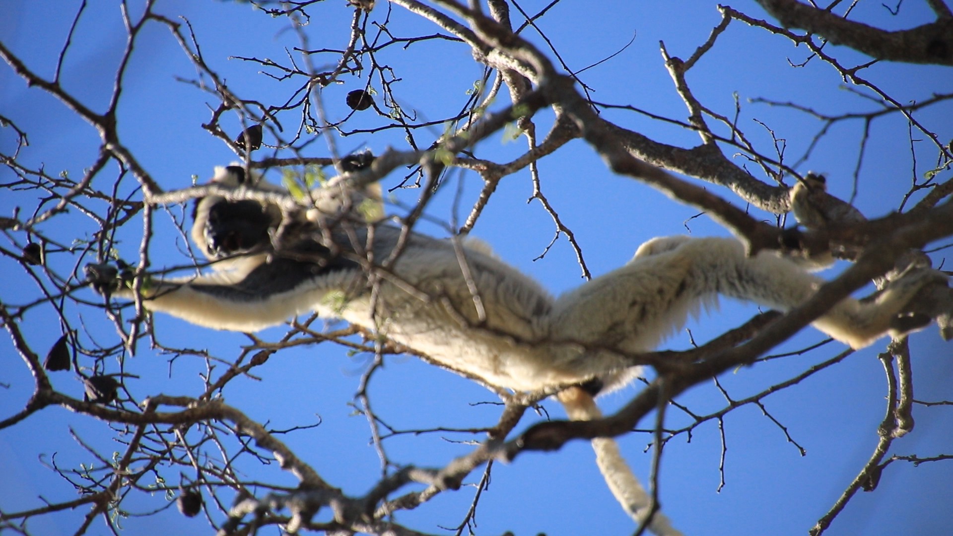 A Verreaux's sifaka, white with a dark face, stretched out along bare branches against a blue sky