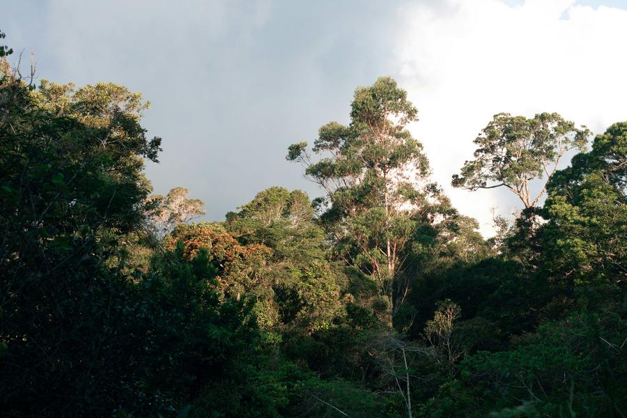 The forest edge and canopy at Andasibe in late light