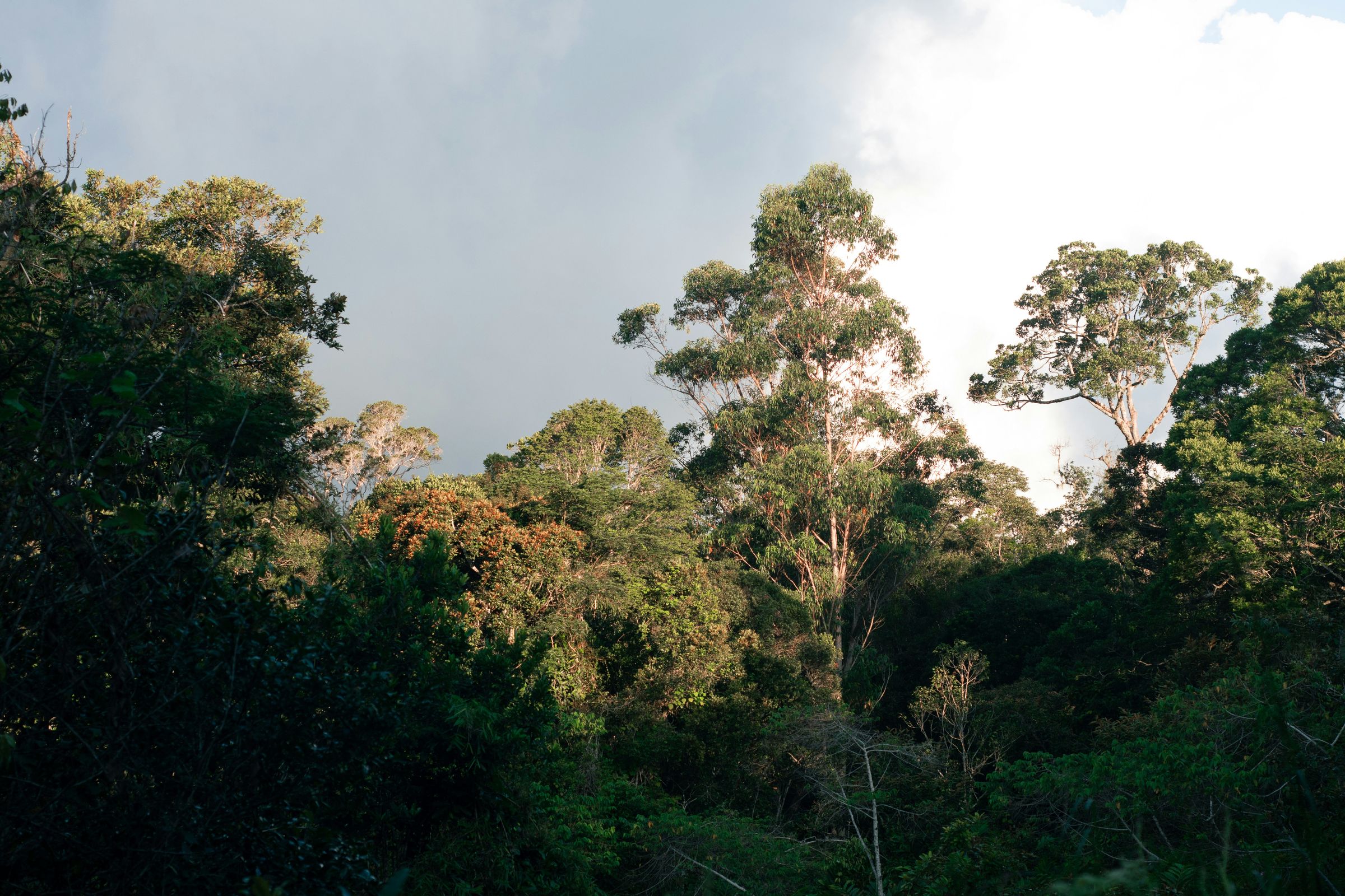 The forest edge and canopy at Andasibe in late light