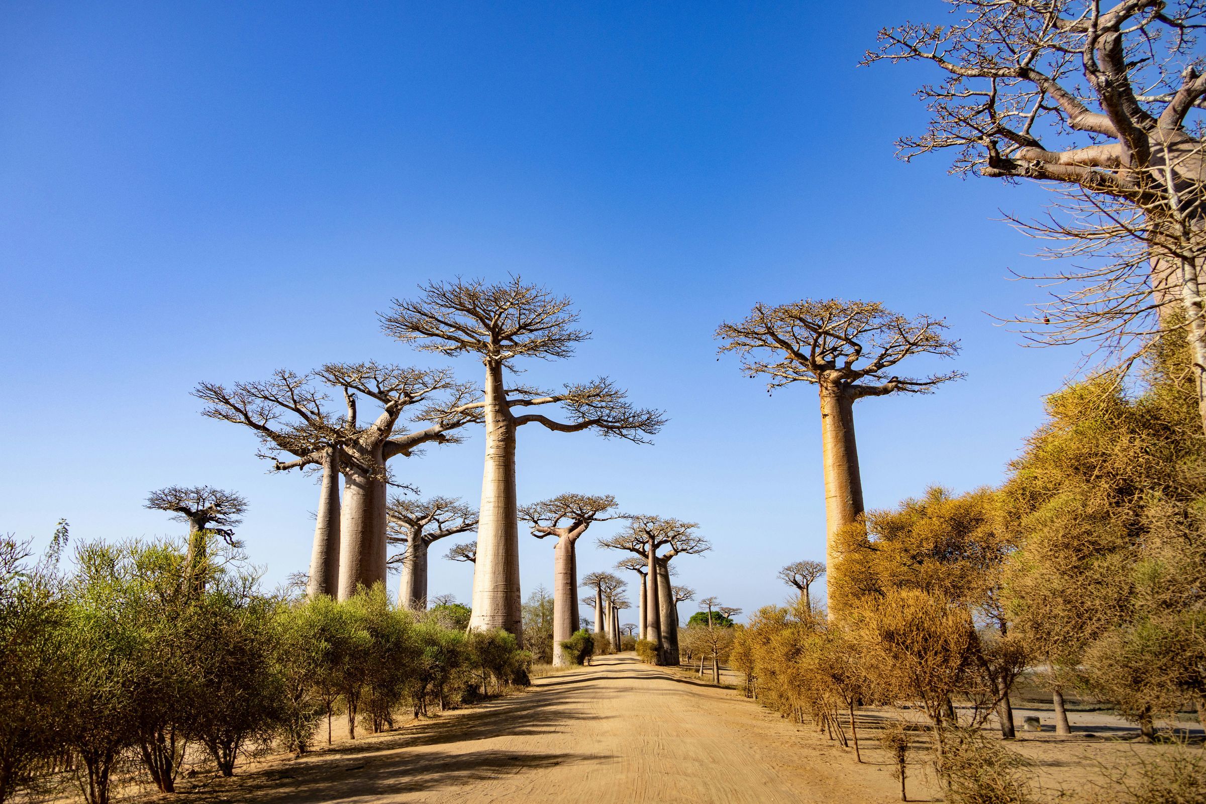 Grandidier's baobabs along the dirt road of the Avenue of the Baobabs, under a blue sky