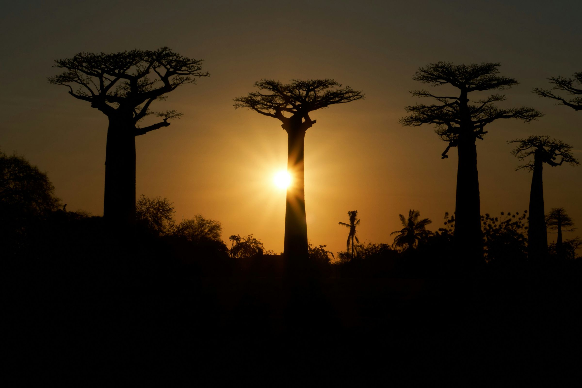 Grandidier's baobabs in silhouette against a low sun on the Avenue of the Baobabs