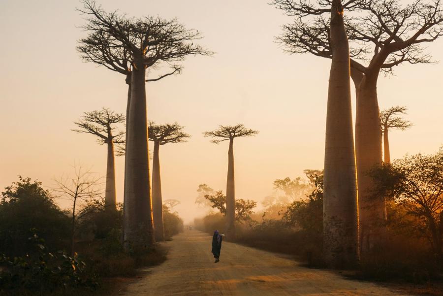 A woman walking down the Avenue of the Baobabs in a misty orange sunrise