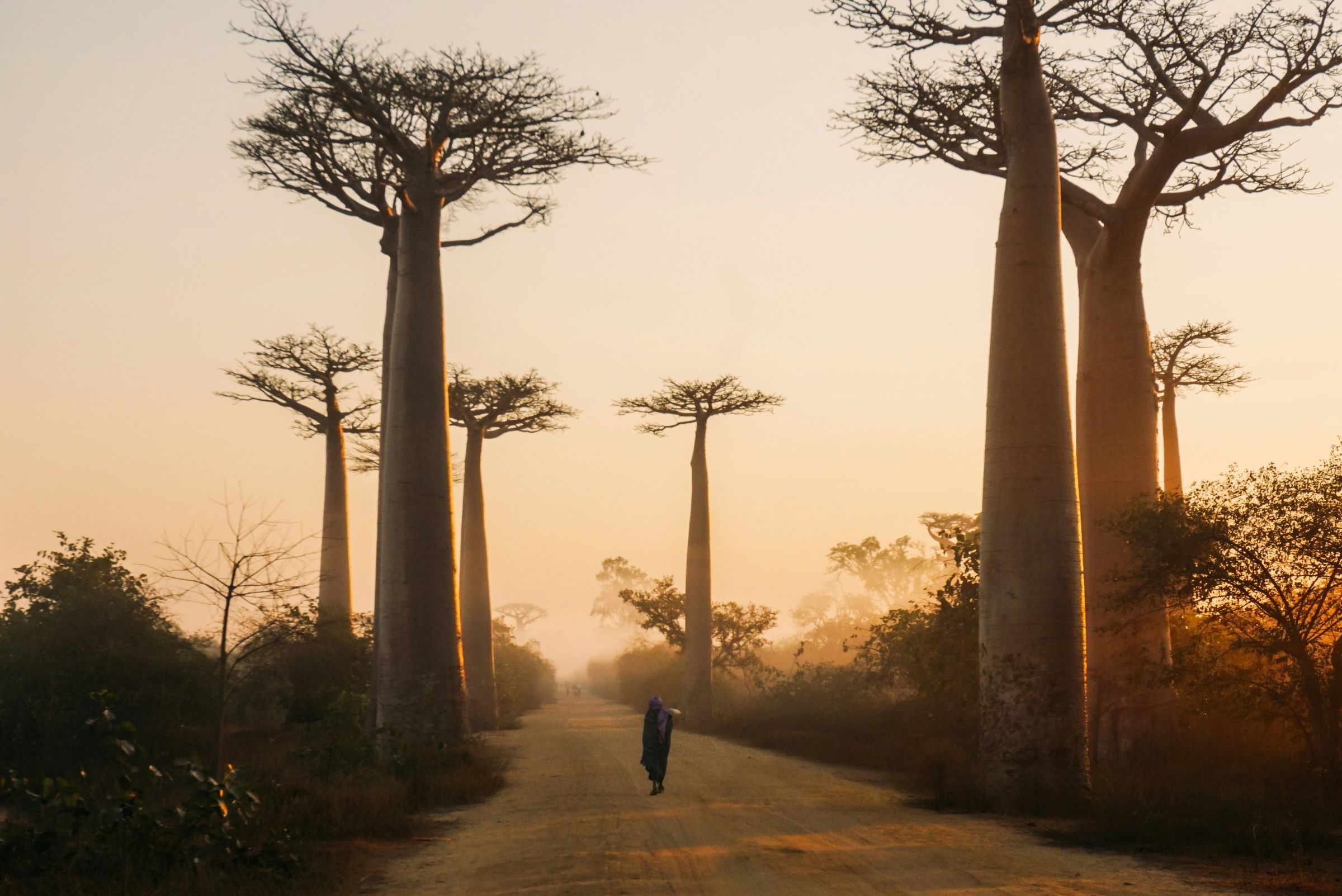 A woman walking down the Avenue of the Baobabs in a misty orange sunrise