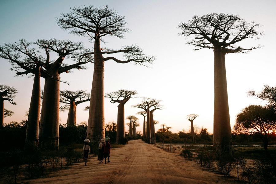 Three people carrying loads on their heads down a dirt road between giant bare baobabs in low sun