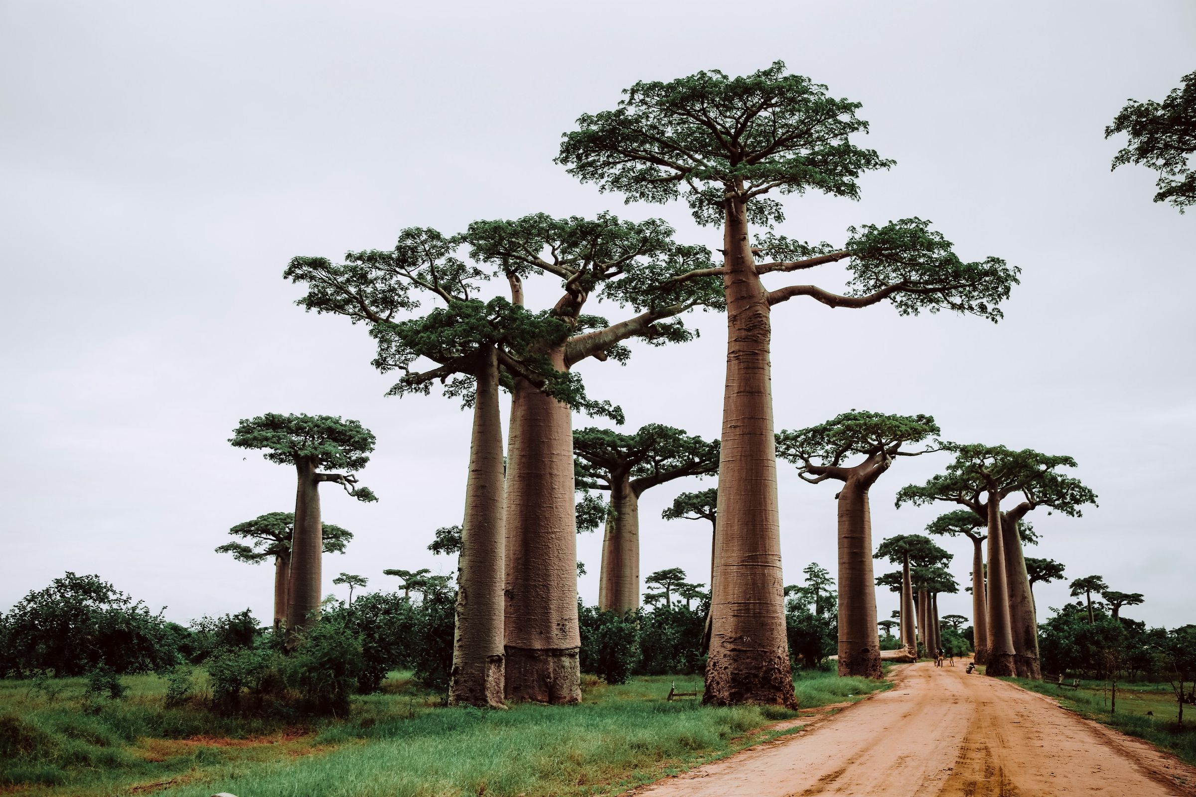 Tall baobabs in full leaf beside a red dirt road, with green grass at their feet