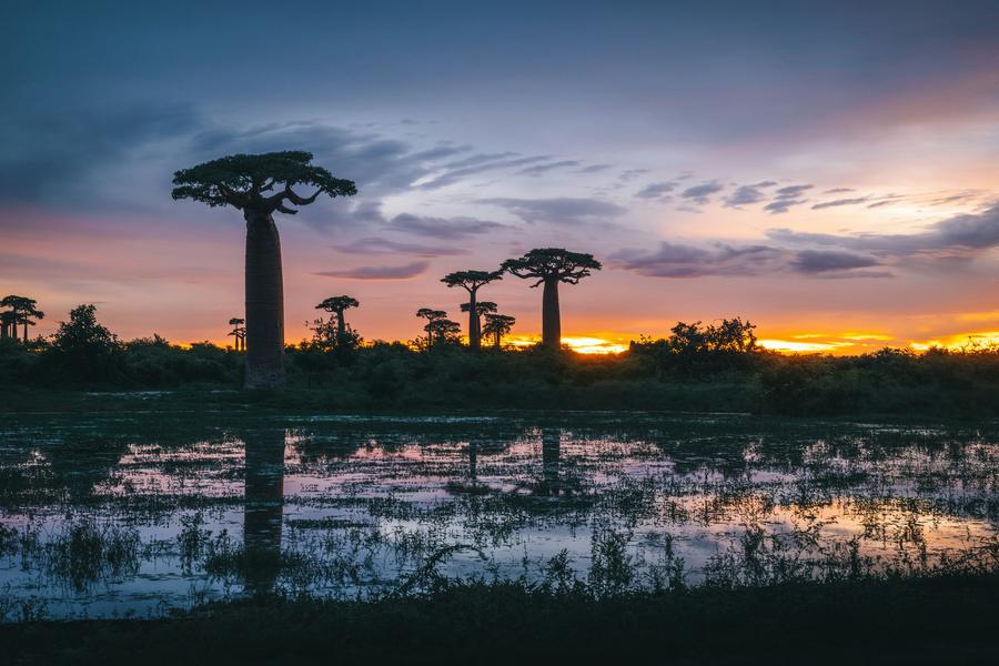 Baobabs with leafy crowns reflected in a flooded field at dawn, near Morondava