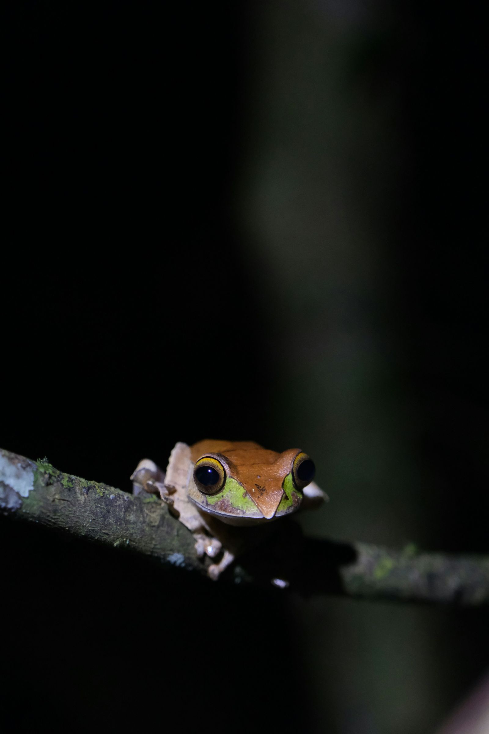 A bright-eyed frog on a mossy twig at night in Andasibe-Mantadia National Park