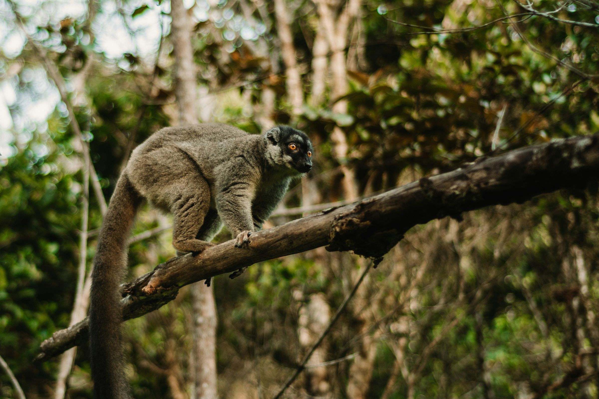 A common brown lemur walking along a branch in Andasibe