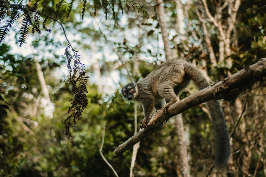 Un lémur brun descend d'une branche en regardant l'objectif, à Andasibe