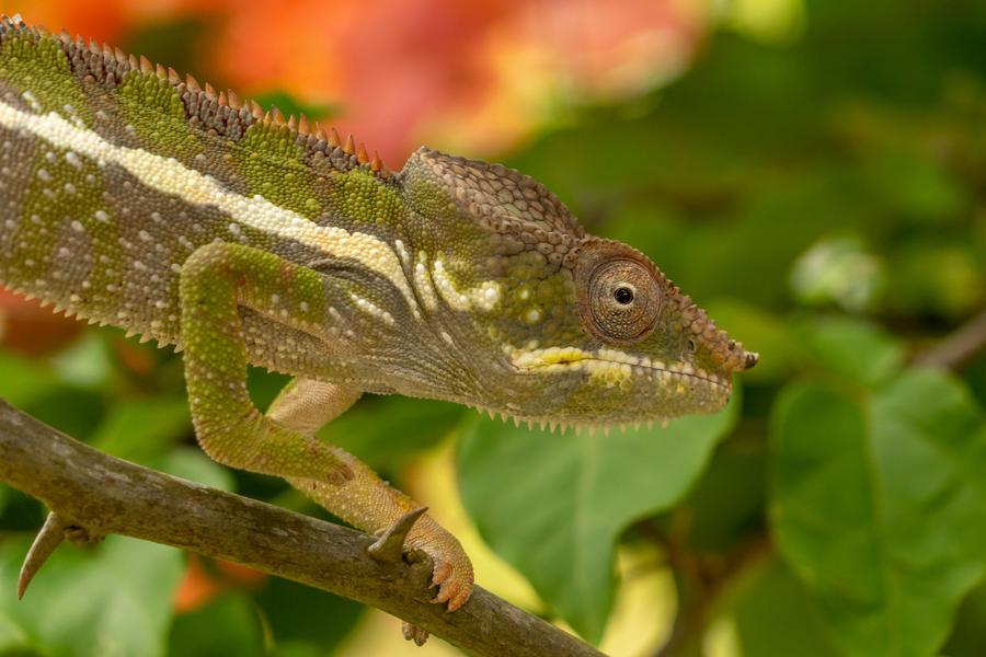 A chameleon walking along a thin branch