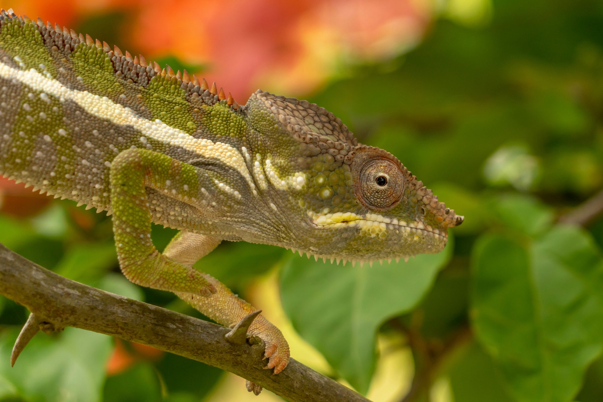 A chameleon walking along a thin branch