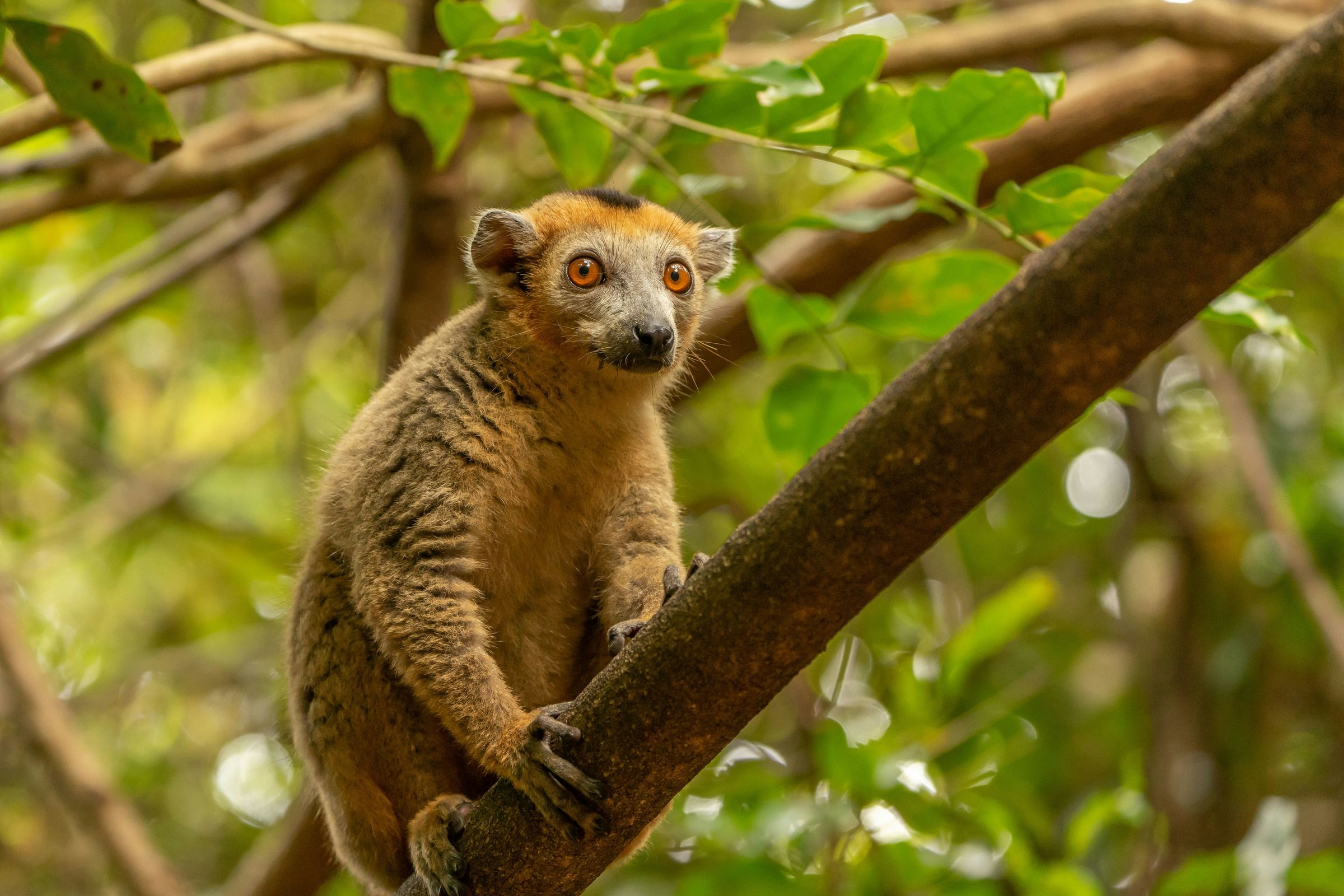A crowned lemur on a branch