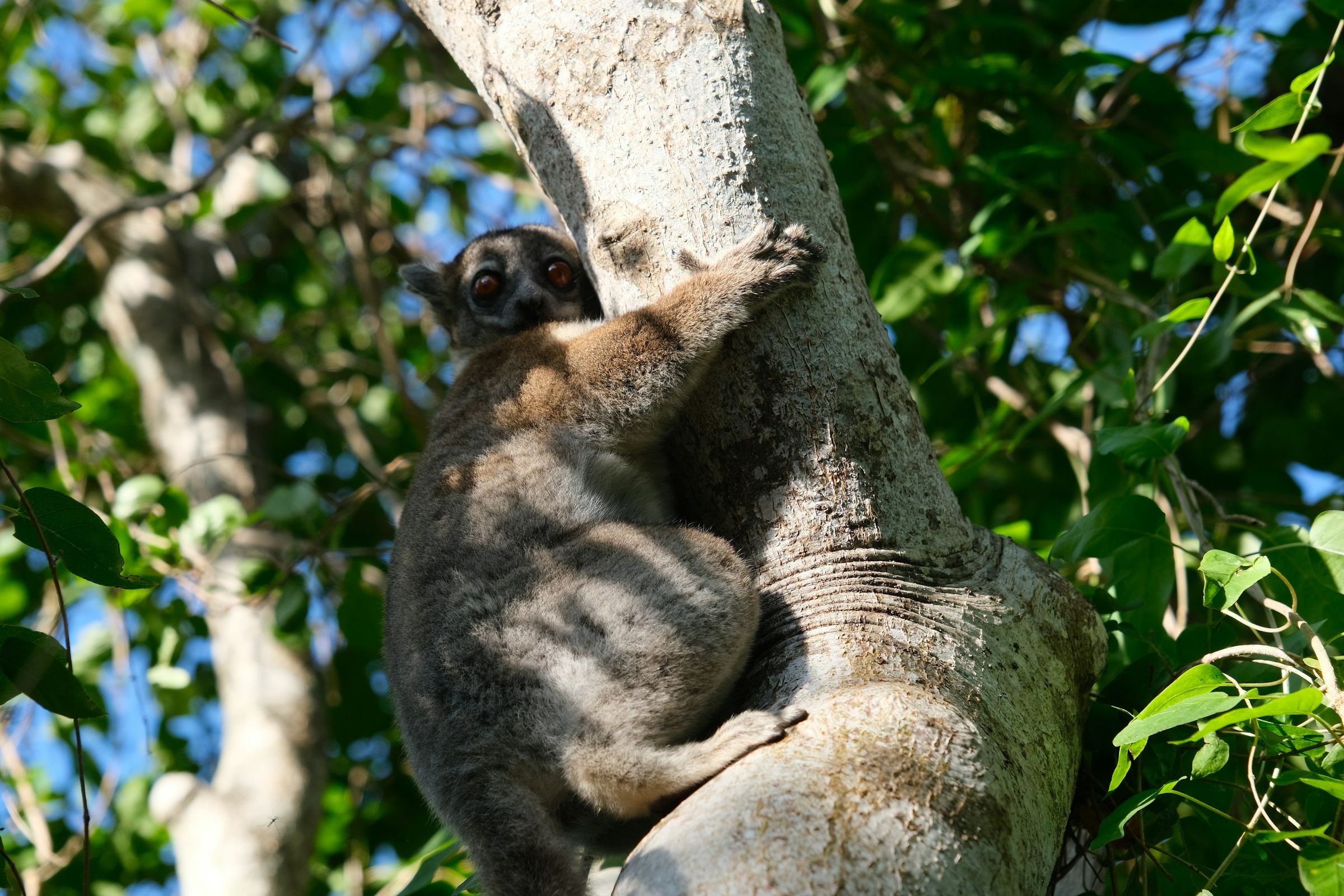 A white-footed sportive lemur clinging to a trunk in the Reniala reserve at Ifaty