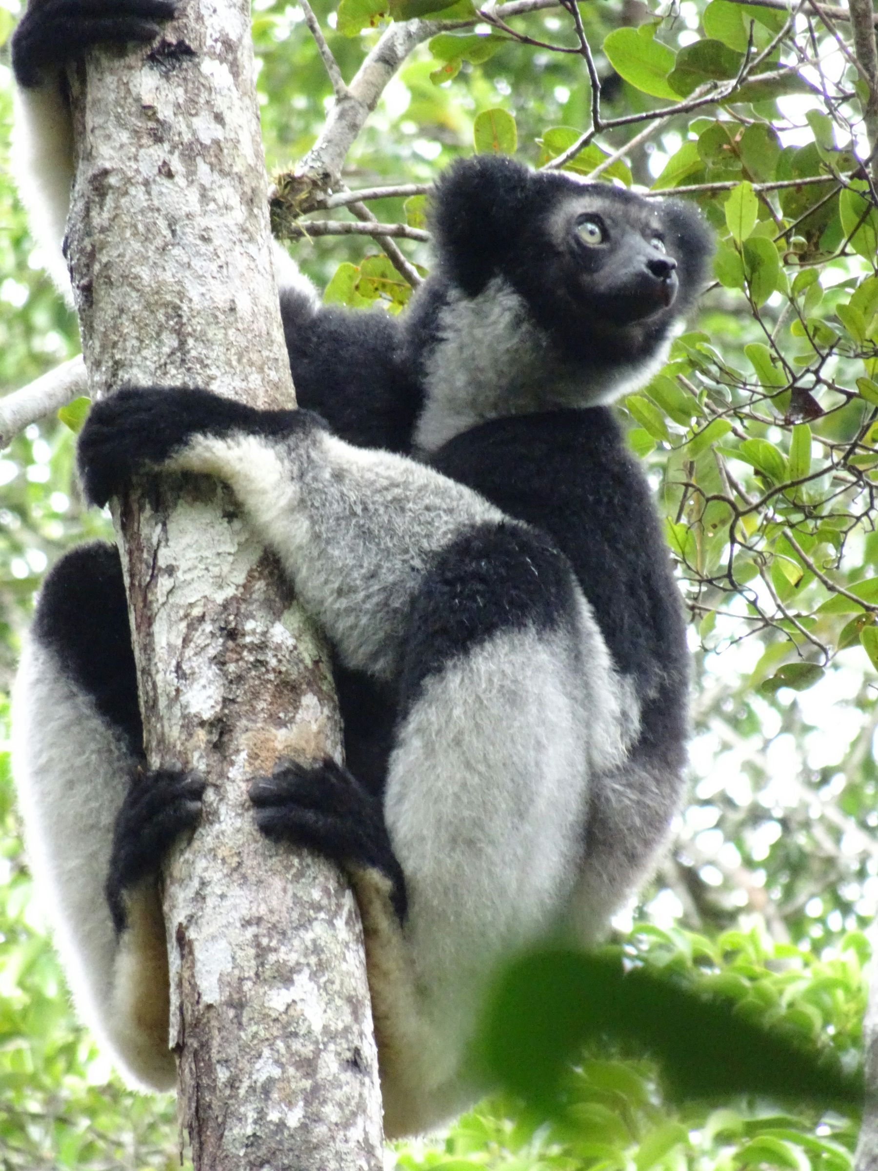 An indri gripping a trunk in the rainforest, looking up into the canopy