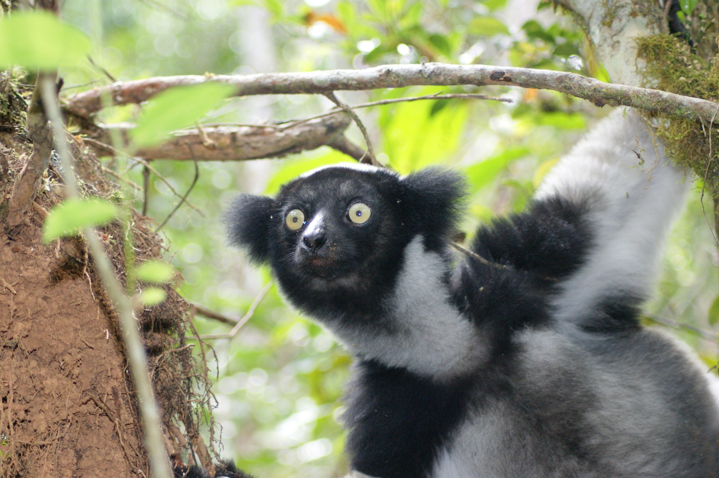 Close portrait of an indri in the eastern rainforest