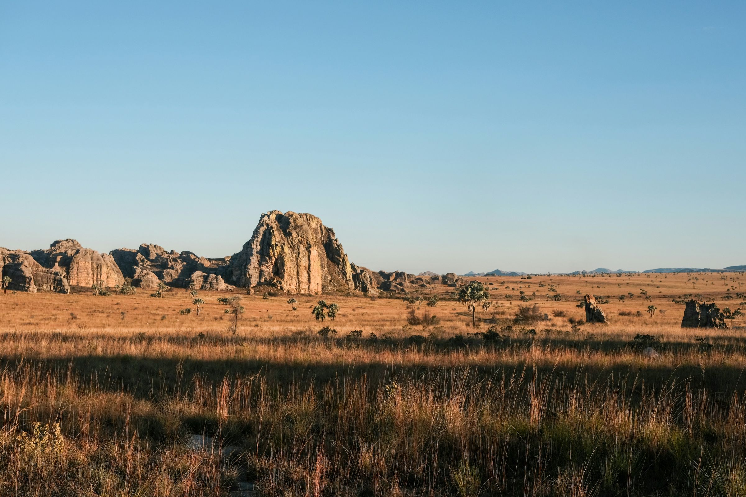 The sandstone massif of Isalo above golden grass and Bismarckia palms