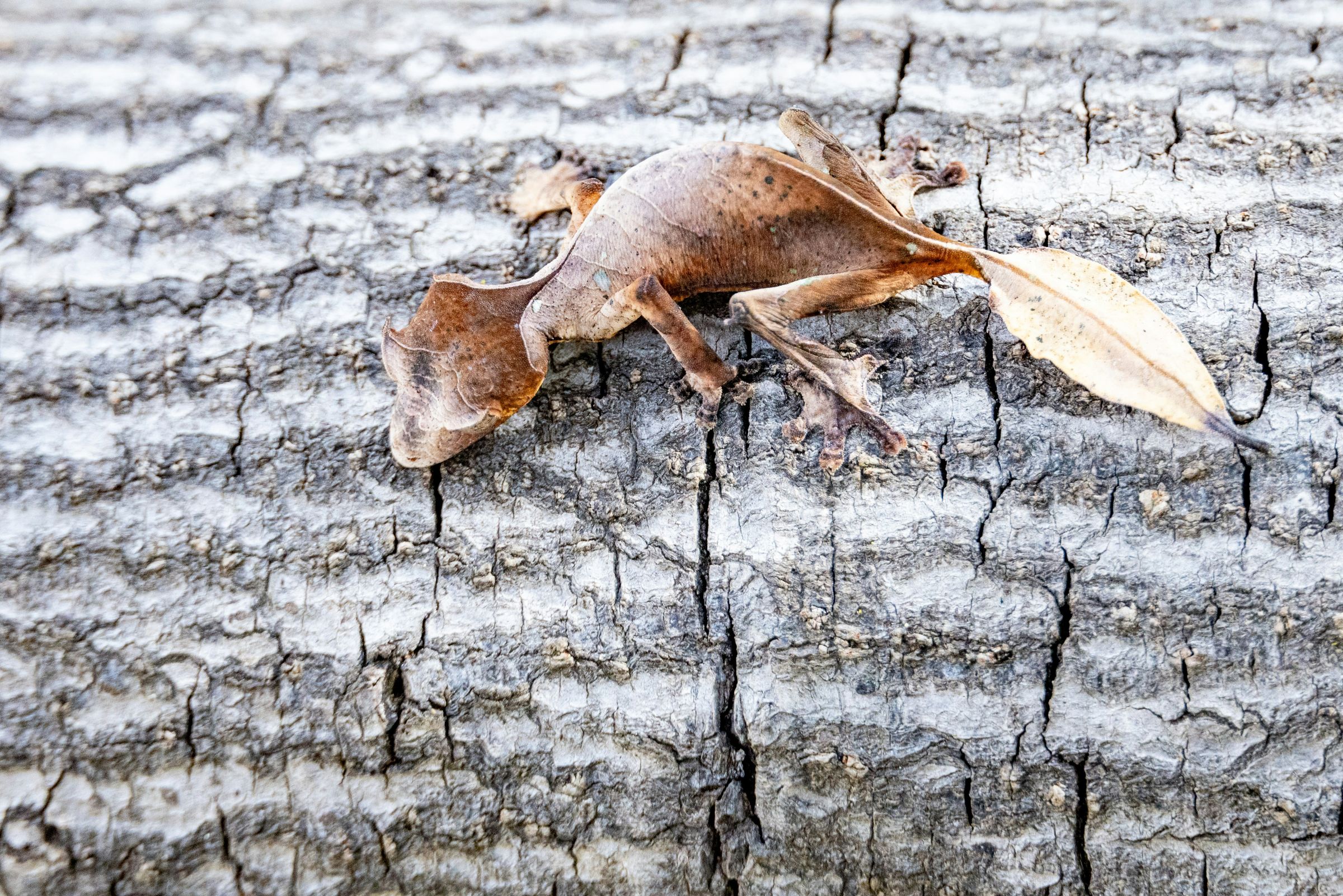 A leaf-tailed gecko lying flat against bark, shaped like a dead leaf