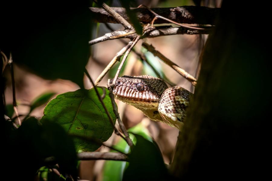 The head of a boa among twigs in the Lokobe reserve on Nosy Be
