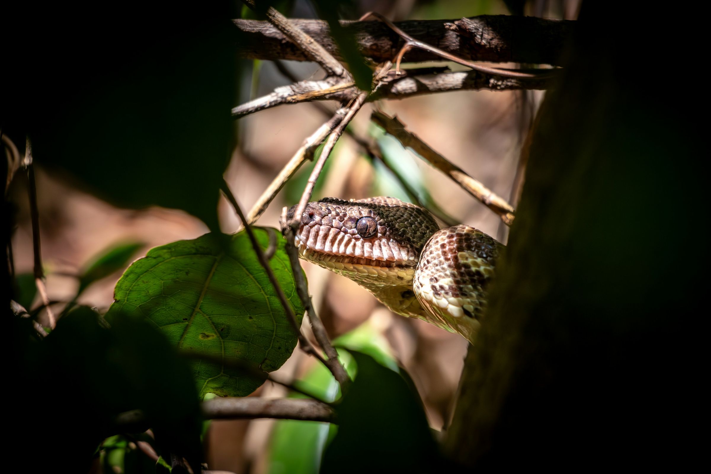 The head of a boa among twigs in the Lokobe reserve on Nosy Be