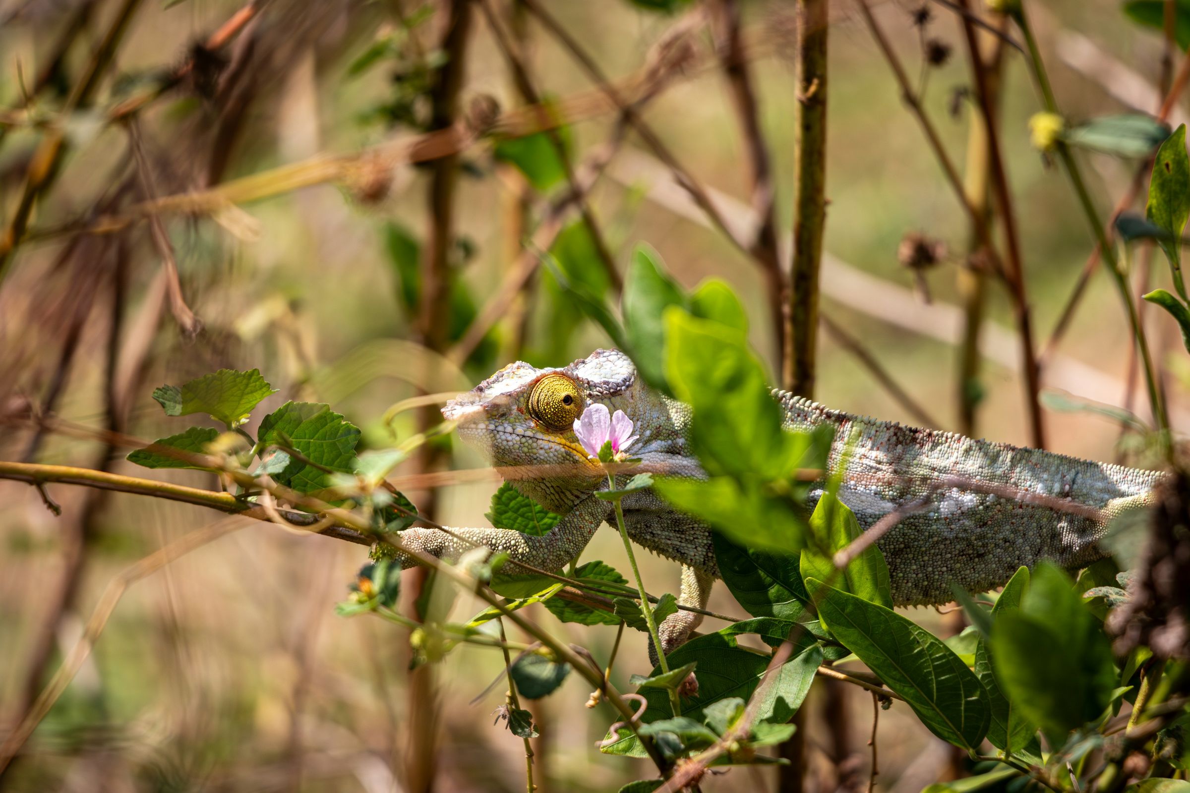 A chameleon among leaves in the Lokobe forest on Nosy Be