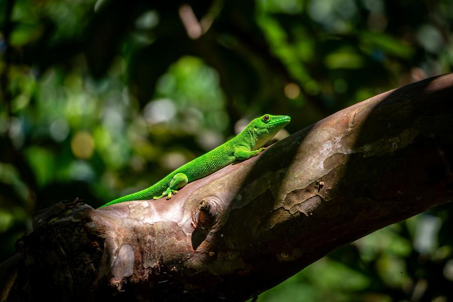 Un gecko diurne vert vif dans une tache de soleil sur une branche à Nosy Komba