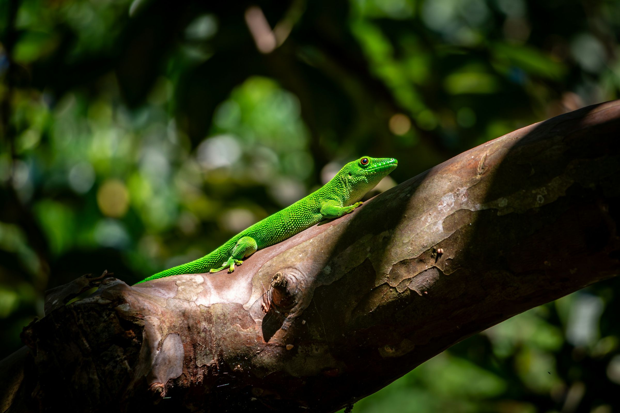 A bright green day gecko in a patch of sun on a branch on Nosy Komba