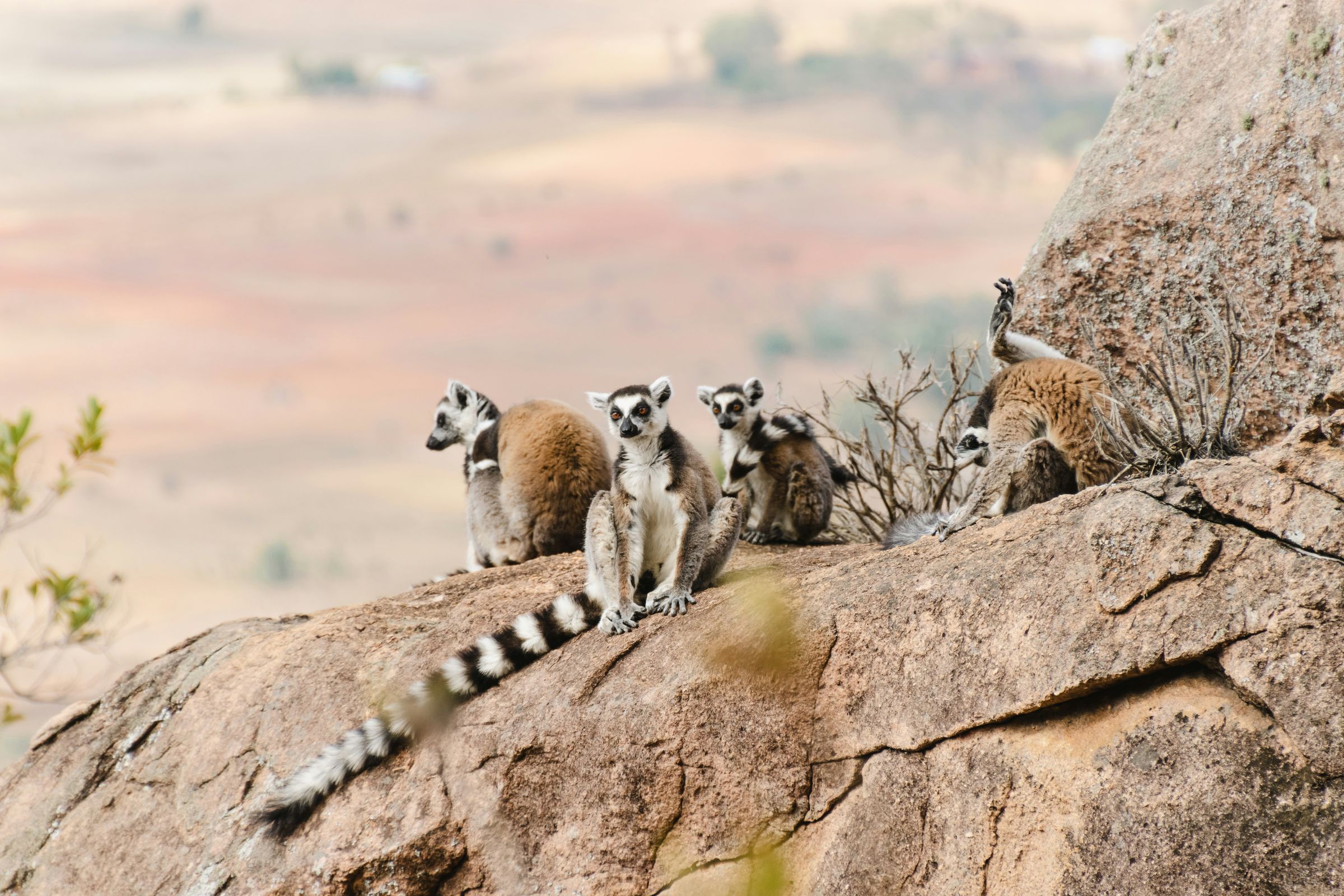 Four ring-tailed lemurs sunning on a granite boulder in the southern highlands