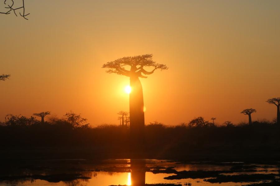 A Grandidier's baobab against a low sun, reflected in shallow water in western Madagascar