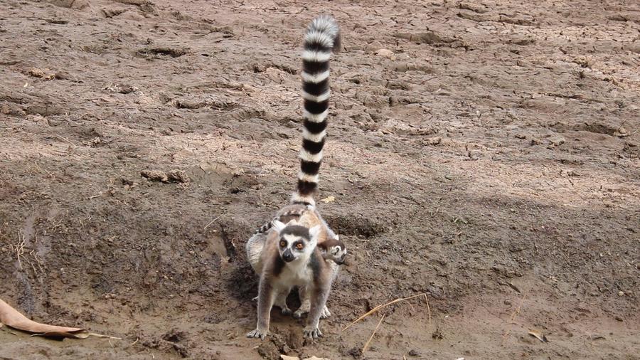 A ring-tailed lemur mother facing the camera on bare earth, tail straight up, her baby peeping out from her back