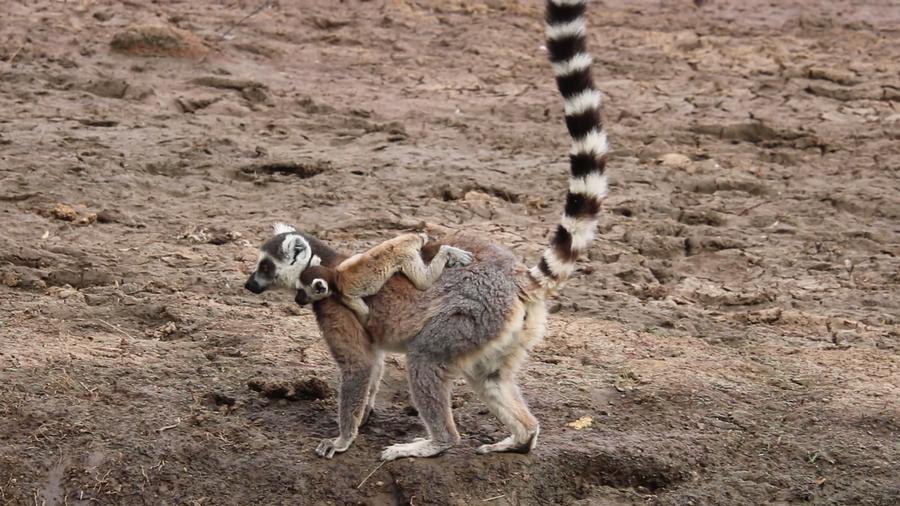 A ring-tailed lemur mother walking across bare earth with a baby riding on her back