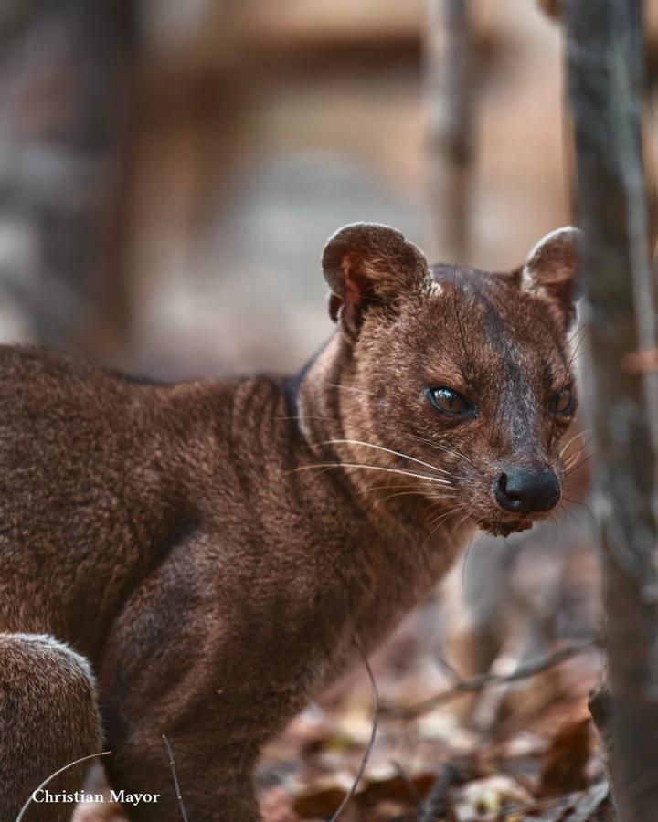 A fossa, Madagascar's largest native carnivore, looking back over its shoulder in dry forest