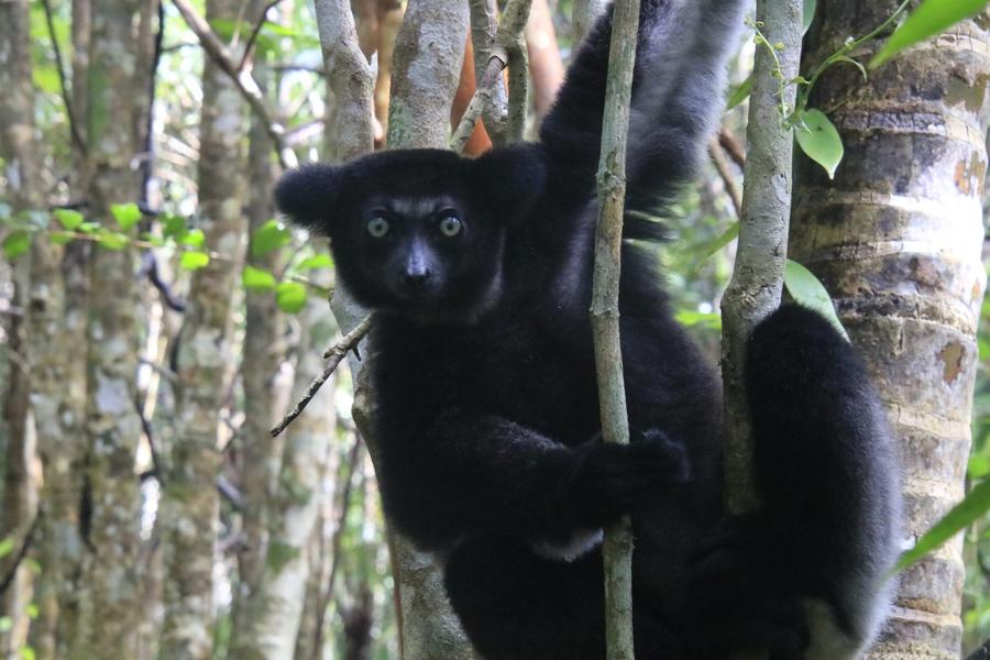 Indri clinging to a trunk in the eastern rainforest