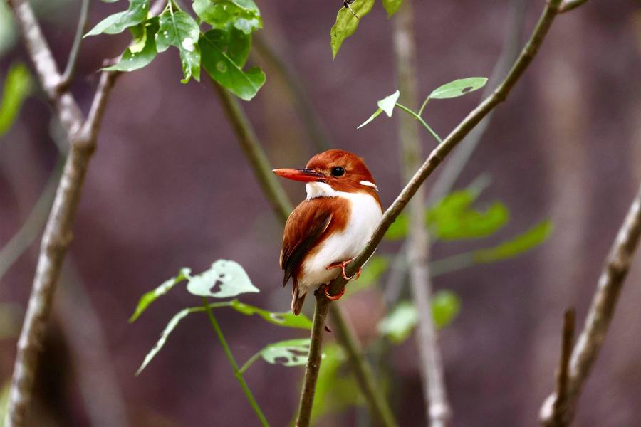 A Madagascar pygmy kingfisher, rufous and white with an orange bill, on a thin branch